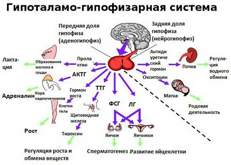 Гипофиз система. Схема действия гипоталамо-гипофизарной системы гормоны. схема действия гормонов гипоталамуса и гипофиза. схему связей в гипоталамо-гипофизарной системе. схема функционирования гипофиза.