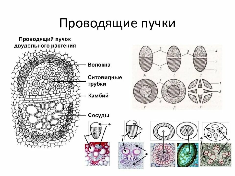 Проводящий пучок однодольного растения. Схемы строения проводящих Пучков. Строение проводящего пучка однодольного растения. Строение проводящих Пучков растений. Строение проводящего пучка типы.