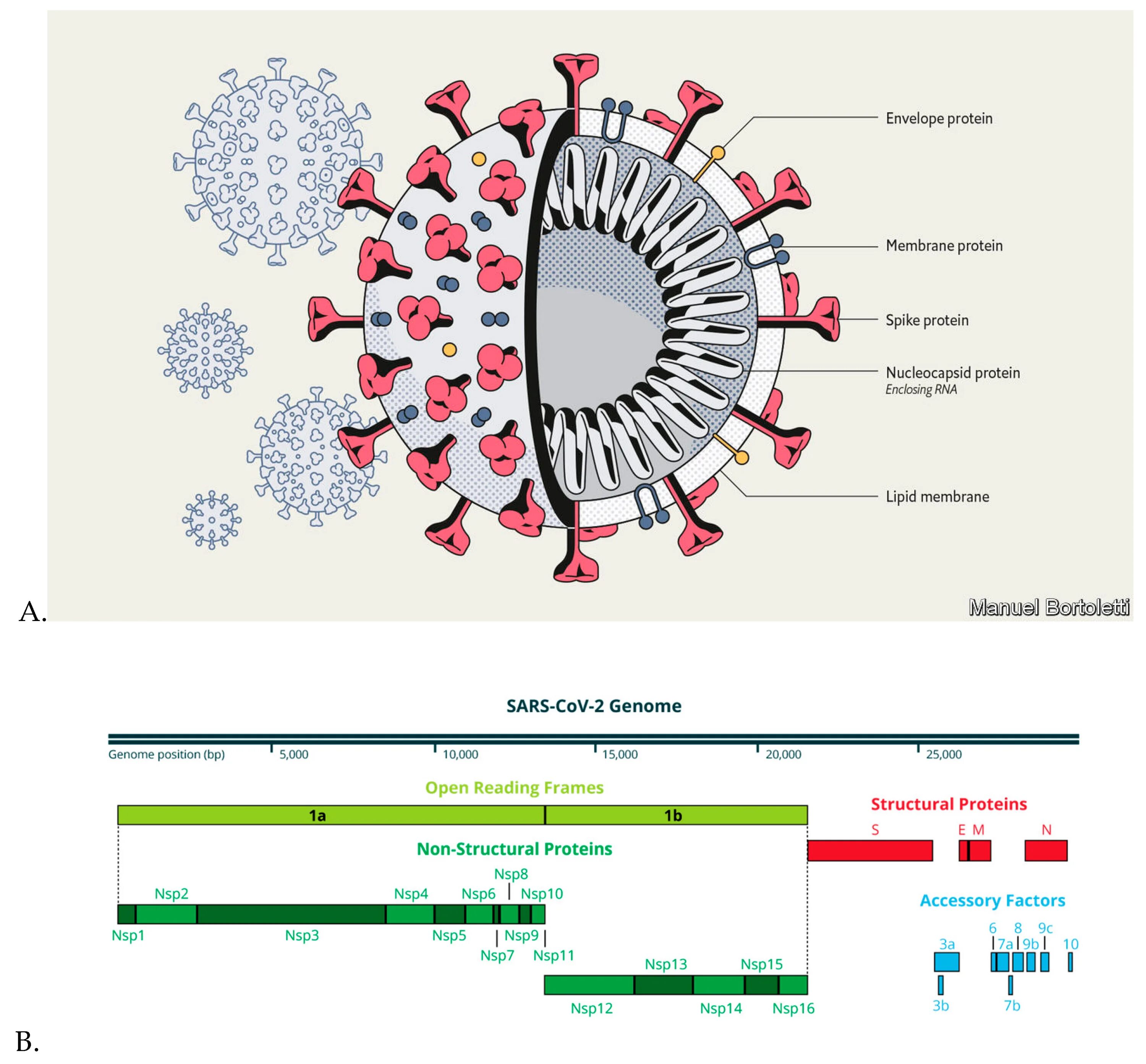 РНК coronavirus SARS-cov-2. РНК вируса SARS-cоv2. К какому классу резистентности относится коронавирус SARS-cov-2 ответ. Нуклеокапсид вируса SARS-cov-2 представляет.