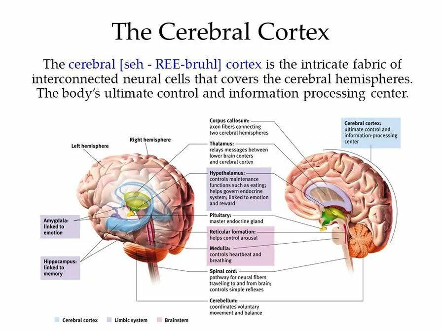 The structure of the human brain. Brain. мозг анатомия. human brain structure. human brain parts.