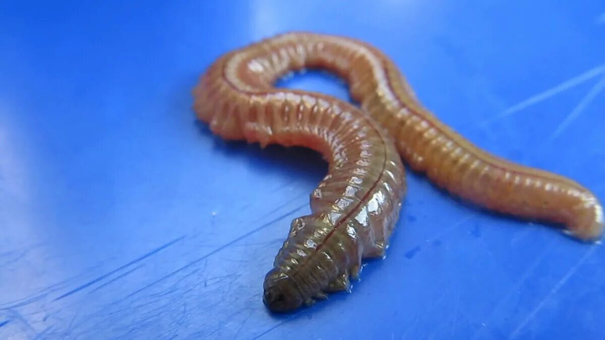 Нереис морской червь для рыбалки. Лиманский червь нереис. Морской Лиманский червь. Пескожил кольчатые черви.