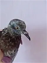 Желтые волосы у голубей