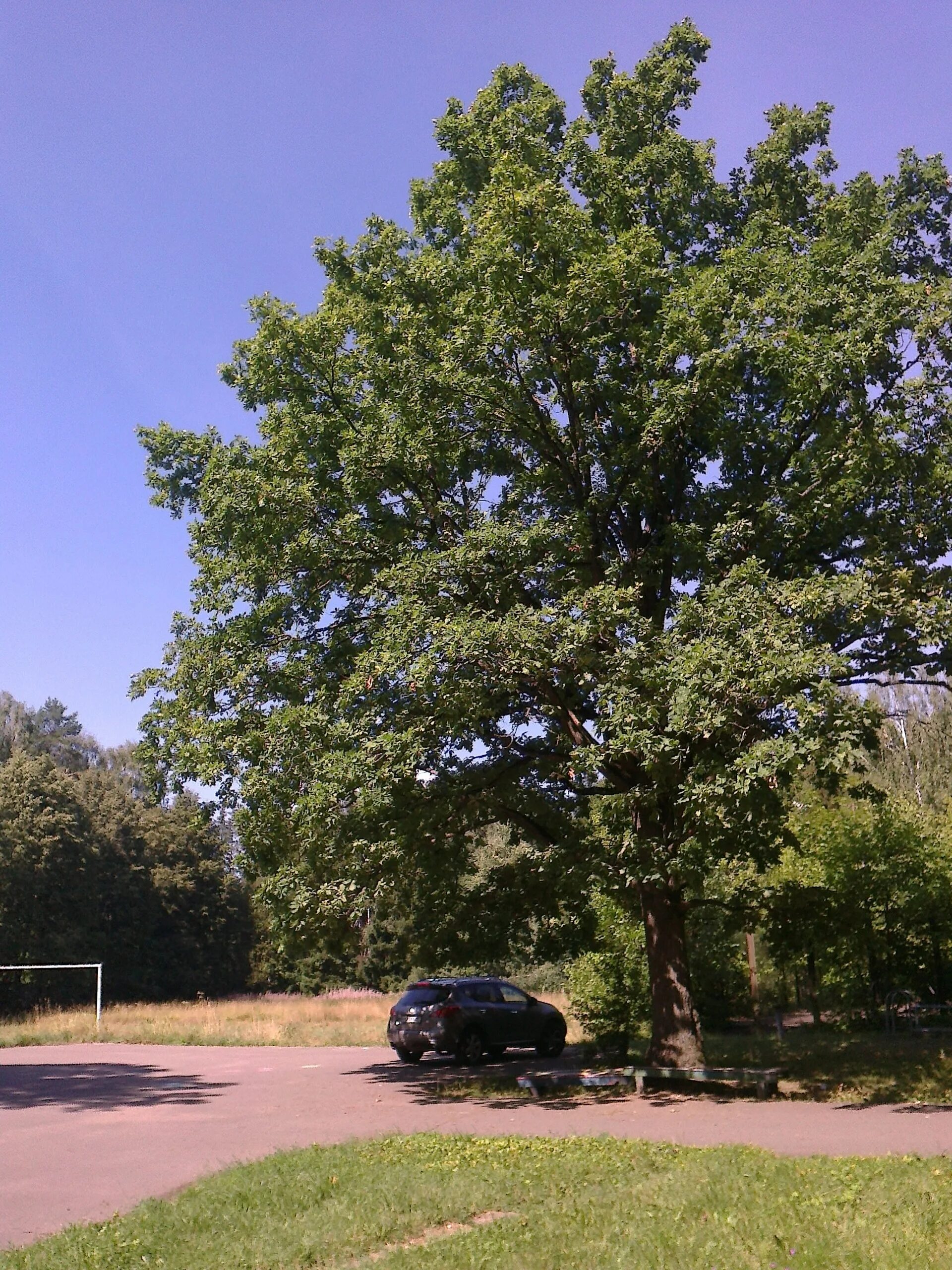 Arborilogical Tree Service Dallas area used in 2012, Shade trees, Red oak tree, 