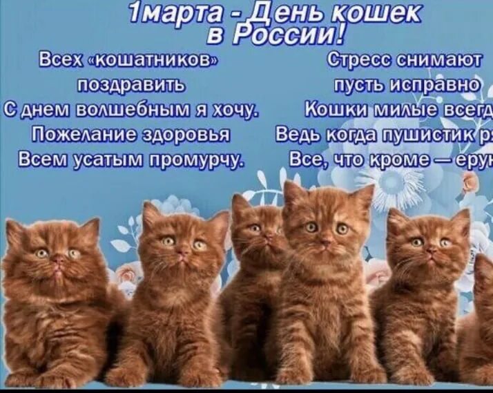 День кошек в россии 2024 год. День кошек в России. Поздравление с днем кошек.