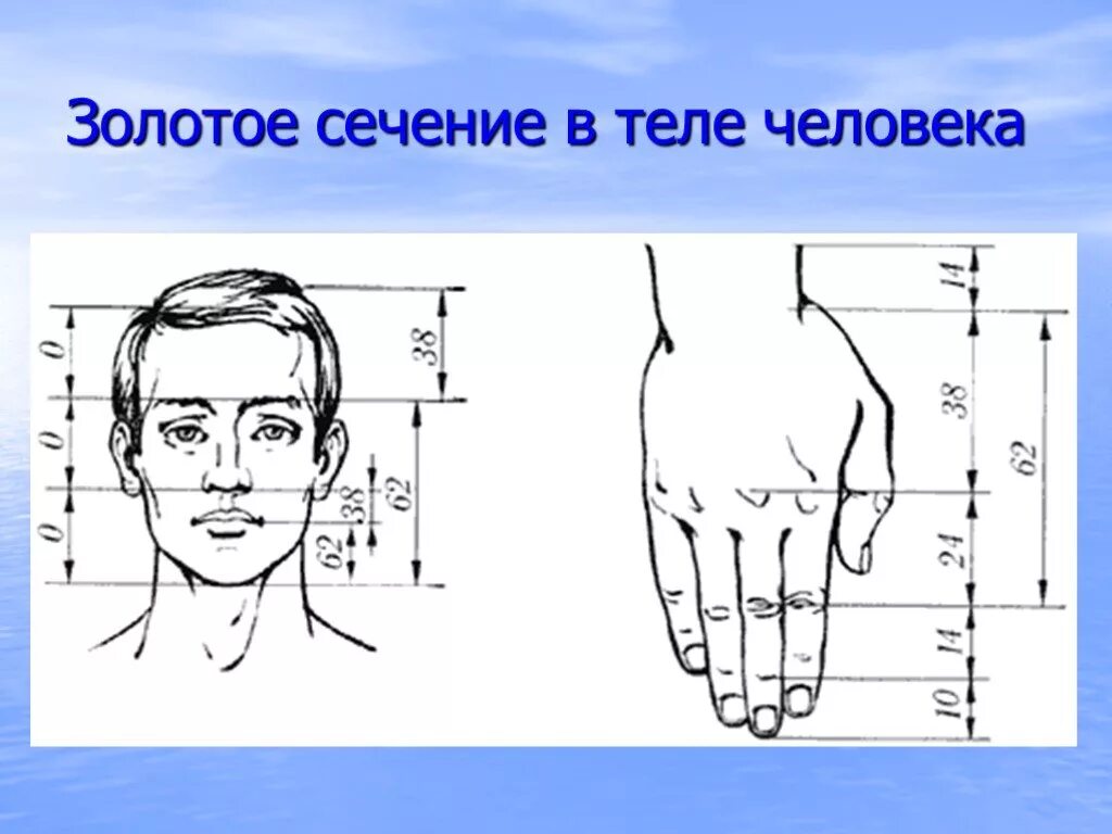 Золотое сечение человека пропорции. Золотая пропорция и человек. Золотое сечение в теле человека. Золотое сечение рисунок.