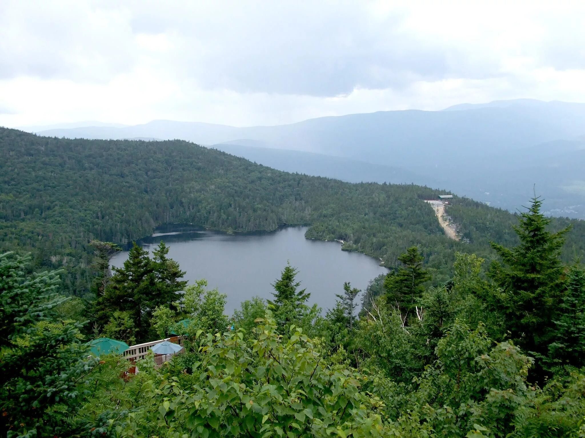 Мидл форест. Мидл форест. The forest фон. Фангорн властелин. Толкиен лес фангорн.