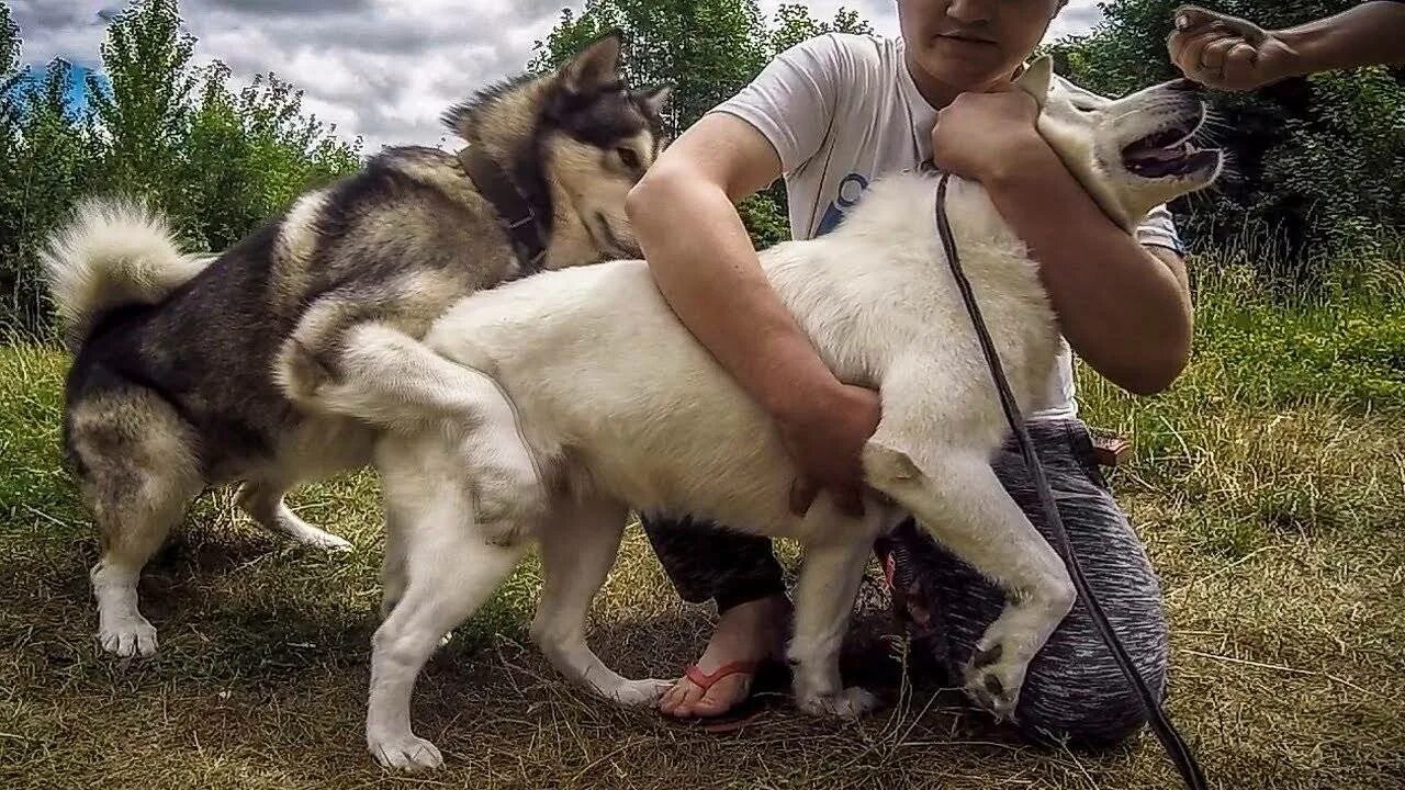 Что значит вязка у собак. Вязка собак. вязка спаривание собак. спаривание хаски.