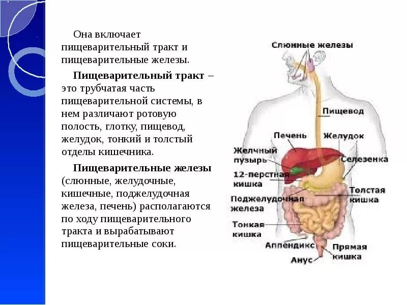 Характеристика органа человека. Особенности строения пищеварительной системы. Функции пищеварительной системы человека анатомия. Пищеварительная система человека строение и функции отдела. Структура и функции пищеварительного тракта.