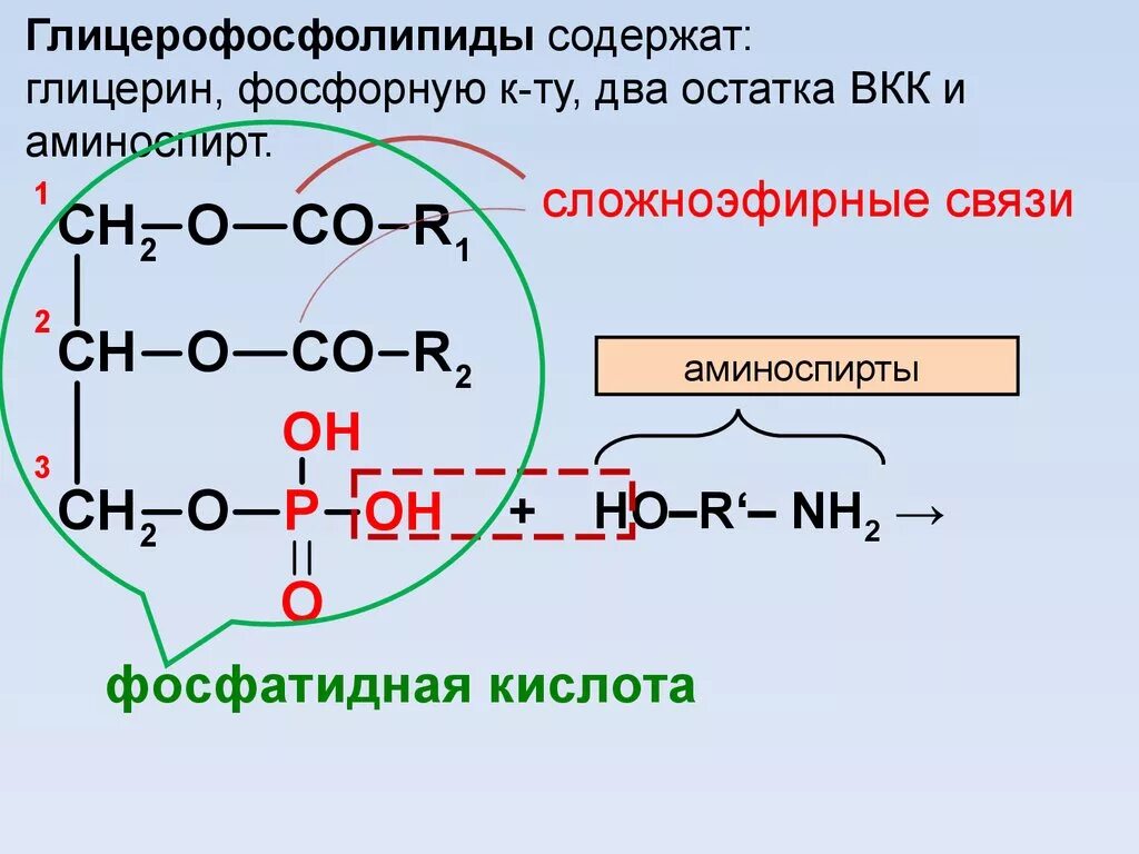 Глицерин содержит группы. Сложноэфирная связь. Сложноэфирная связь в липидах. Связи в глицерофосфолипидах. Сложноэфирная связь в жирах.