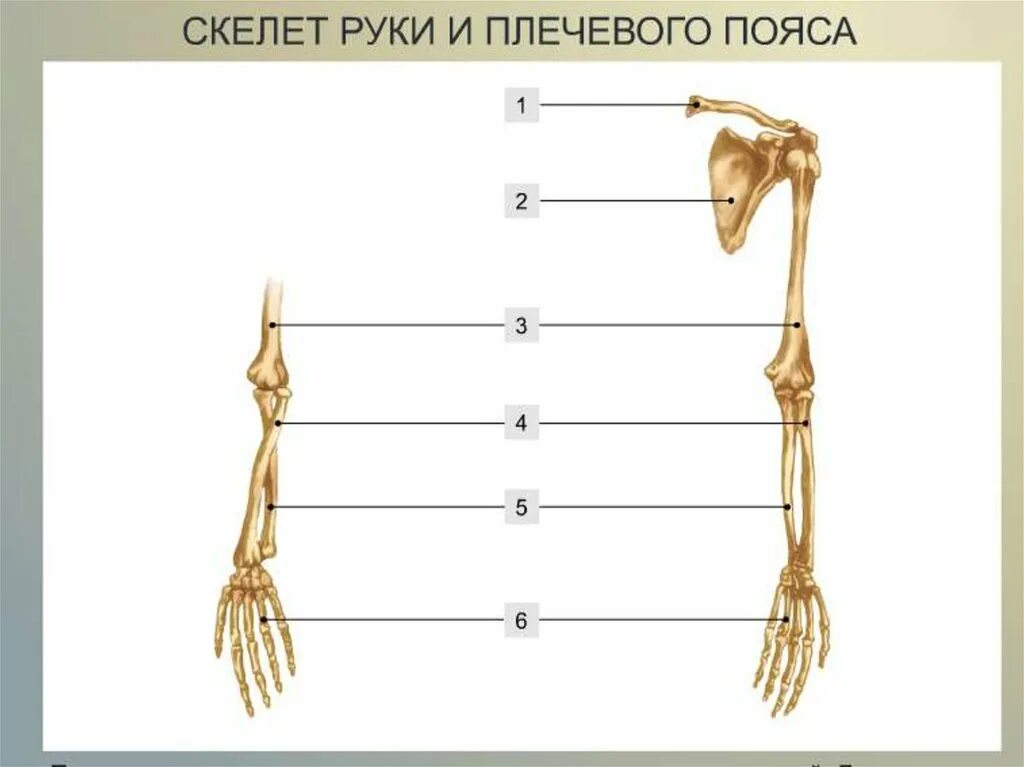 Скелет пояса верхних конечностей (плечевого пояса). Скелет верхней конечности биология 8 класс. Скелет руки человека биология 8 класс. Скелет свободной верхней конечности анатомия.