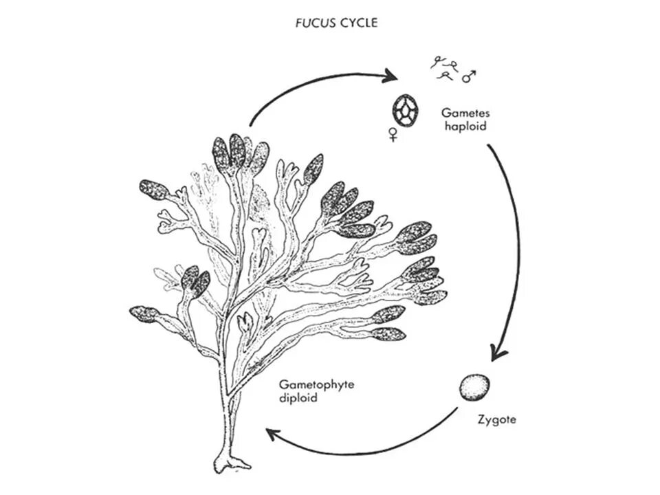 Цикл развития фукуса. Жизненный цикл фукуса схема. Жизненный цикл фукуса пузырчатого. Размножение фукуса водоросли.