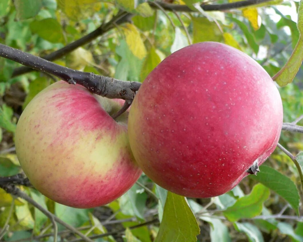 Яблоня вишневое описание сорта. Яблоня вишнёвое. Яблоня штрейфлинг. Яблоня вишневое описание сорта. Яблоня вишнёвое.