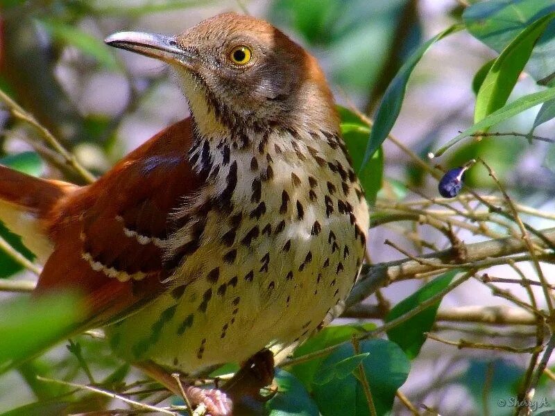 Бурые птицы. Бурые птицы. Светлогрудый дрозд. Бурые птицы. Сойка певчая.