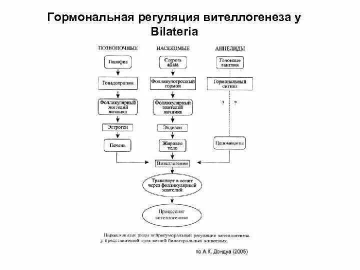 Что такое гормональная регуляция кратко. Схема гормональной регуляции оогенеза. схема гормональной регуляции сперматогенеза. иерархия гормональной регуляции. гормональная регуляция овогенеза.