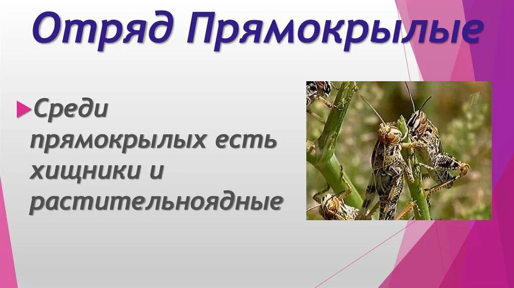 Сообщение по биологии прямокрылые. Сообщение по биологии прямокрылые