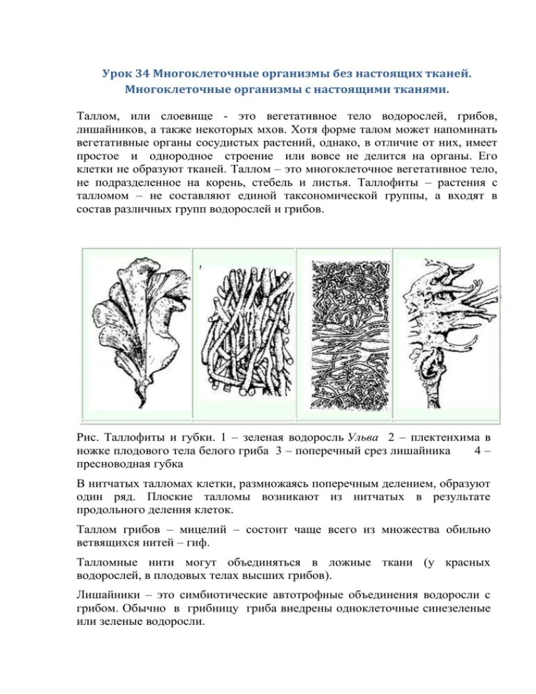 Тело водорослей не имеет органов и тканей. Строение многоклеточных организмов. Ткани многоклеточных организмов. Структура многоклеточных организмов. Многоклеточные водоросли примеры.