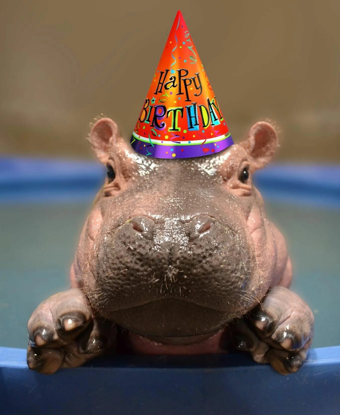 Му денг бегемотик. Бегемот hippo. гиппопотам и бегемот. милые бегемотики. маленький бегемотик.