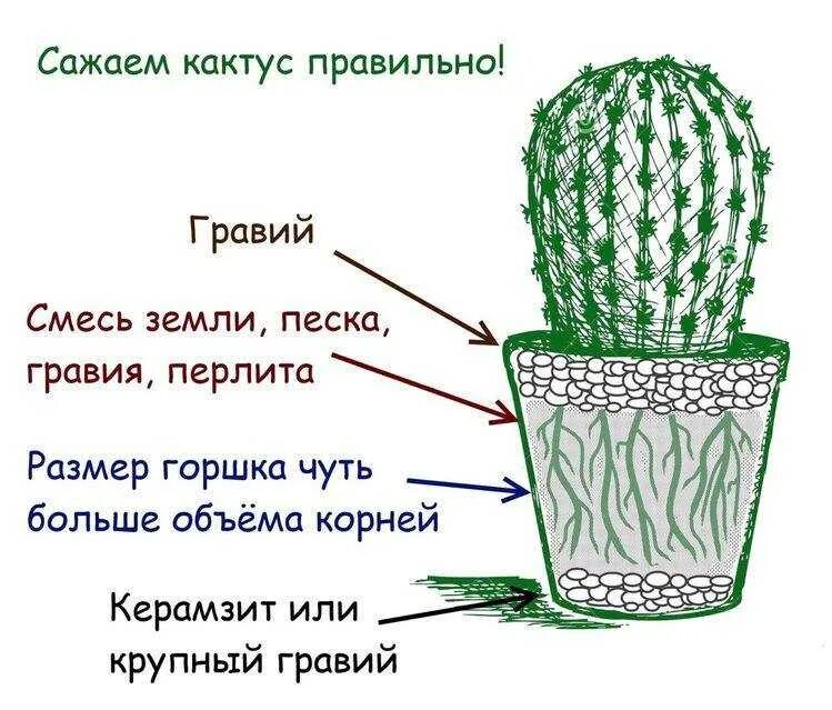Адаптивное значение кактусов