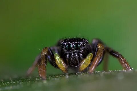 E spider