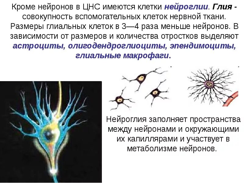 Вспомогательные нервные клетки. Нервная ткань Нейроны и нейроглия. Клетки глии нервной ткани. Функции нейронов и нейроглии. Клетки глии и Нейроны.