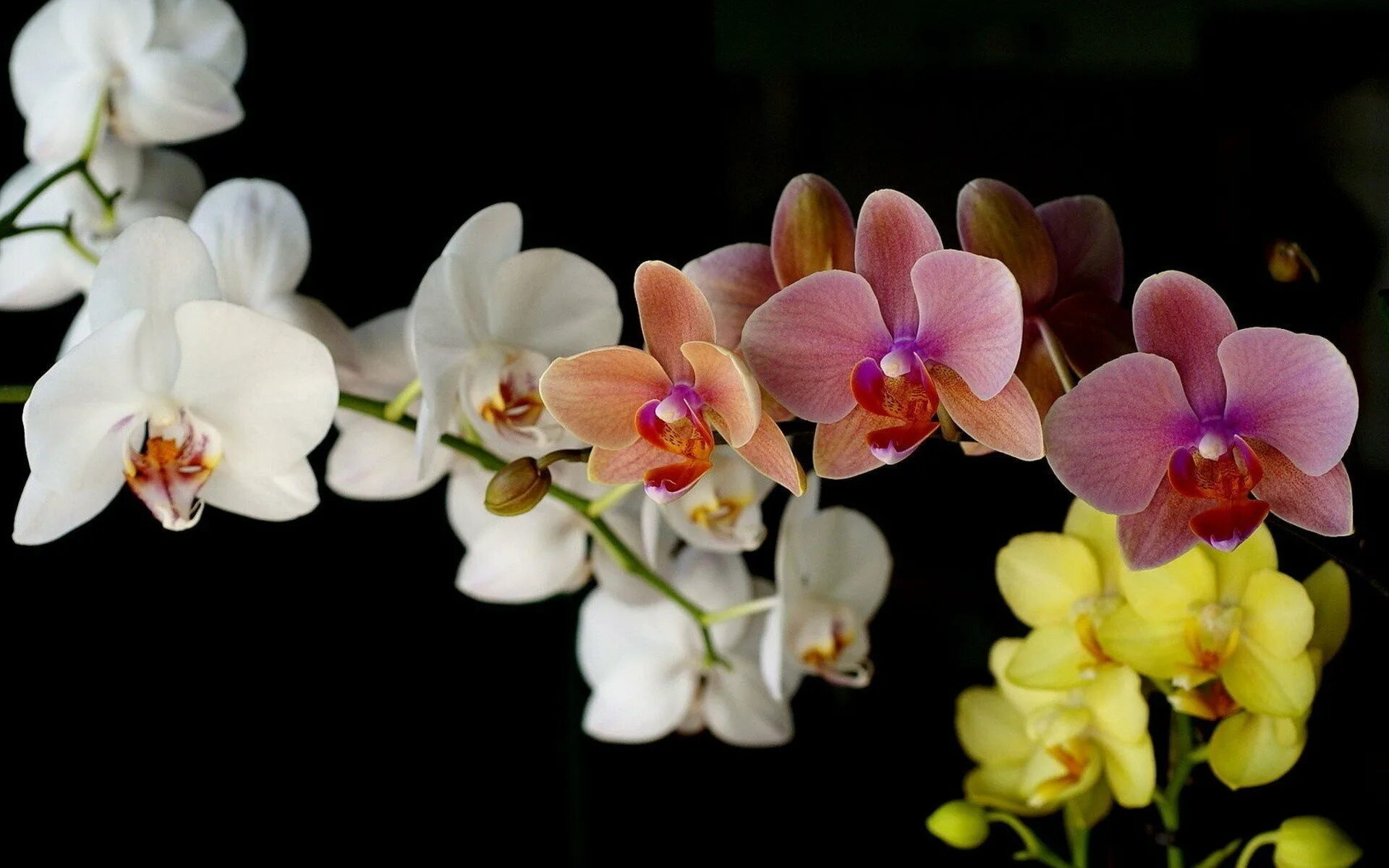 Flowers orchids. Орхидея фаленопсис. Фаленопсис Монако. Фаленопсис мультифлора. Фаленопсис Рауль.