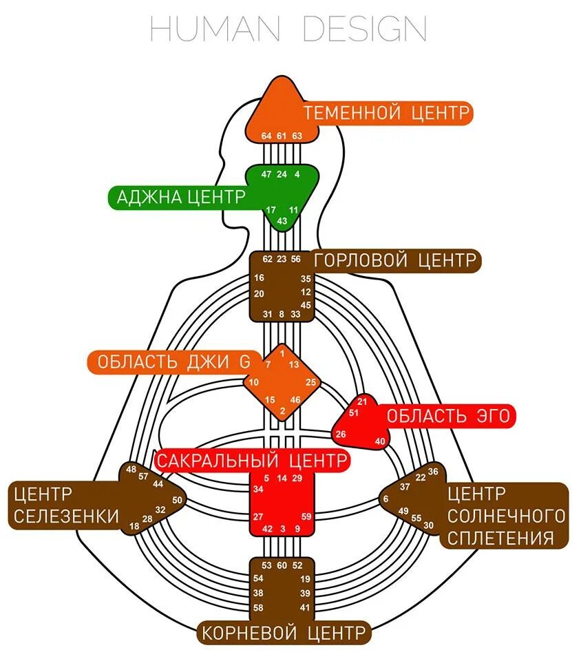 Дизайн человека. Центры в дизайне человека. Центры в бодиграфе. Название центров в дизайне человека. Авторитеты в дизайне человека