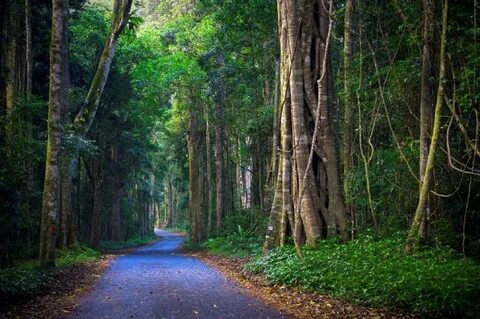 S forest
