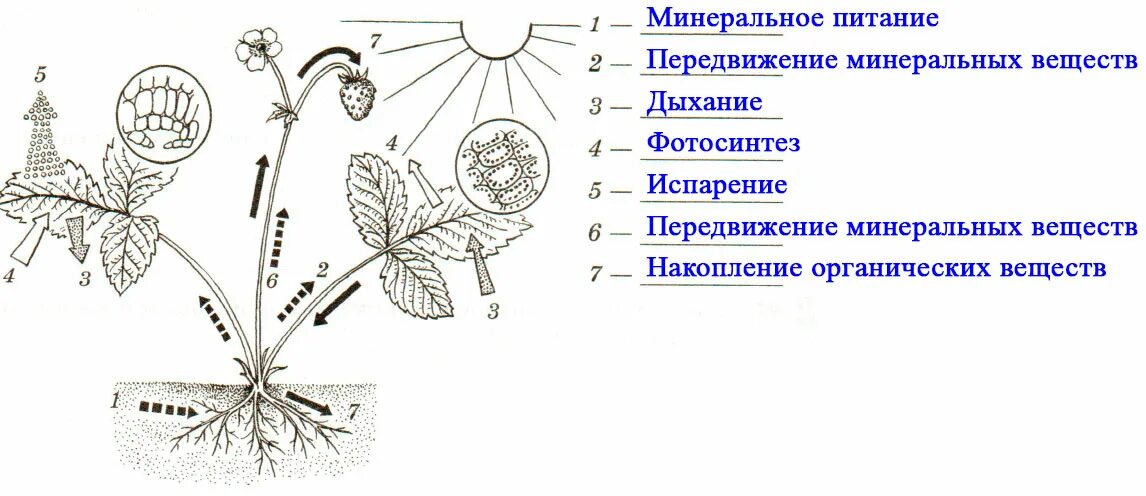 Передвижение веществ у растений. Передвижение органических веществ в растении. Рисунок показывающий обмен веществ в растении. Передвижение веществ у растений 6 класс. Минеральное питание фотосинтез дыхание