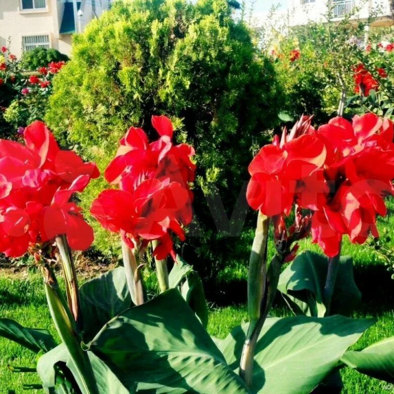 канна ред бьюти. канна индика цветок. канна индика ред. фото красных канн. канна коричневолистная блэк найт.