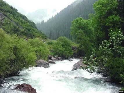 Мөлдір трусиктер арқылы кискалардың фотосуреттері