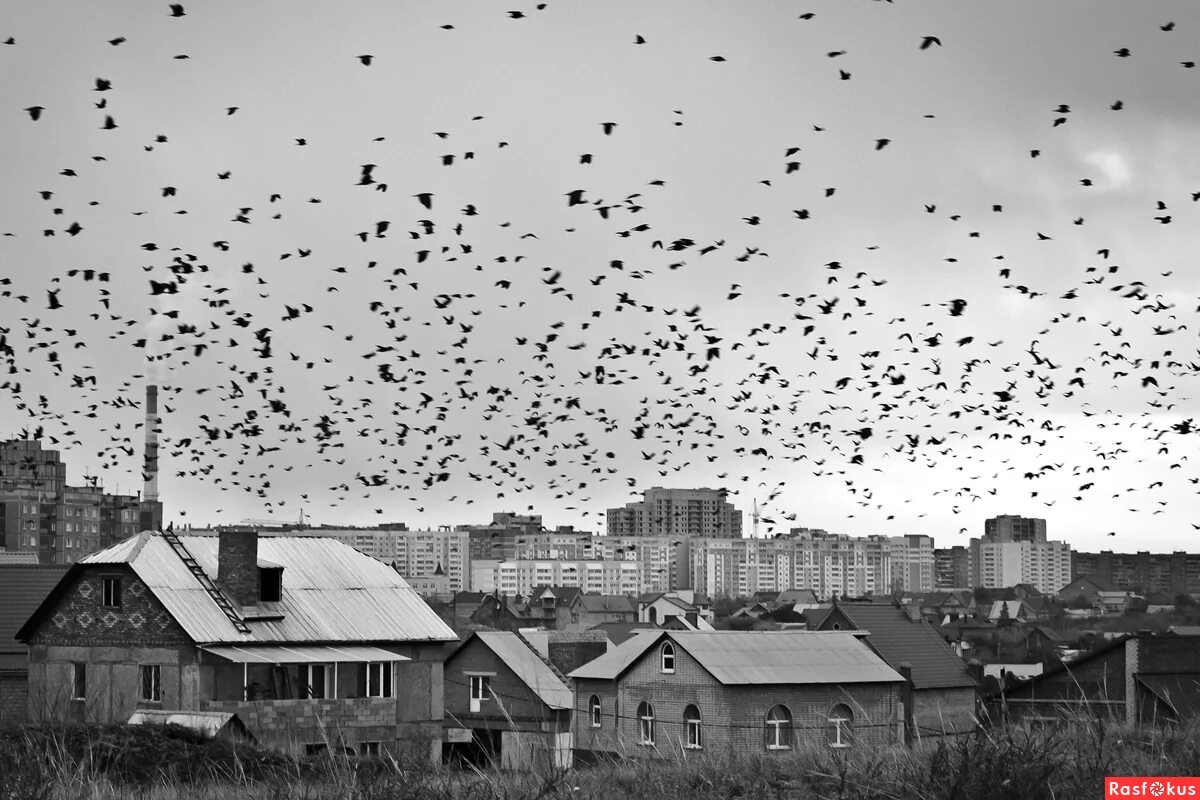 Стая ворон. Воронья стая. Вороны в небе. Стая Воронов.