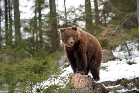 В тайге есть медведи