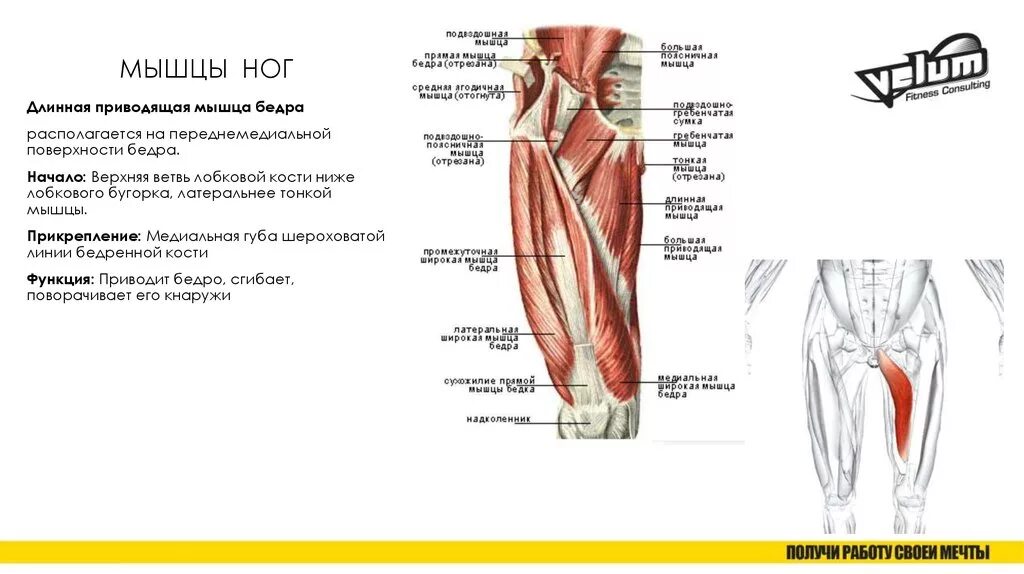 Функции приводящих мышц. Длинная приводящая мышца бедра начало и прикрепление. Мышцы ног начало прикрепление функции. Длинная и короткая приводящие мышцы бедра. Длинная приводящая мышца бедра прикрепляется.