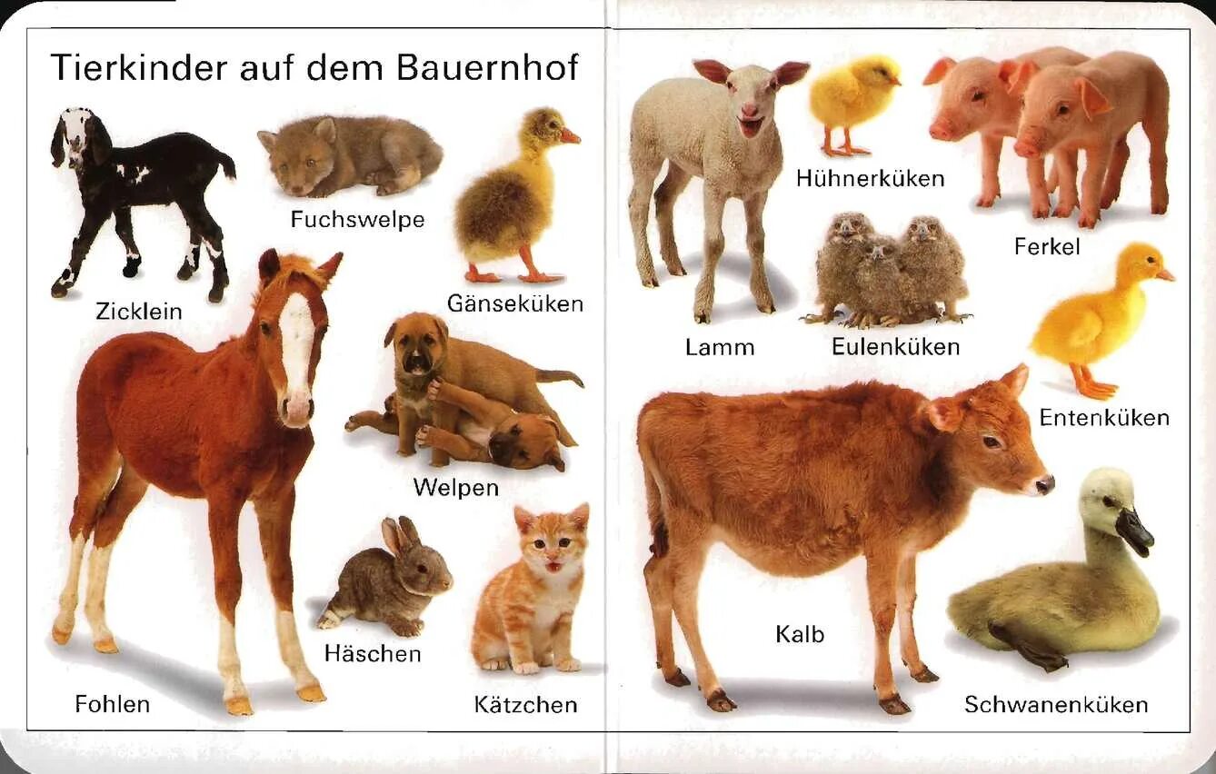 Названия женских животных. Животные мужского рода. Животные названия список. Названия женских животных. Названия женских животных.