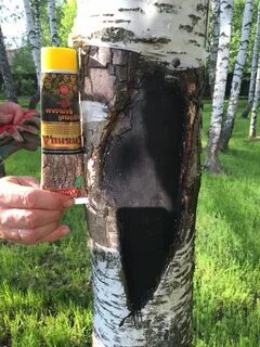 Береза терапия