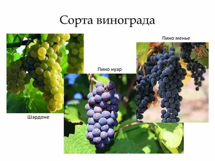 Характеристика винограда пино