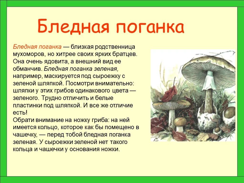 Грибы рассказ бледная поганка. Бледная поганка гриб сообщение 3 класс. Сообщение о грибе бледная поганка. Сообщение на тему ядовитый гриб бледная поганка. Проект опасные грибы 2 класс окружающий мир