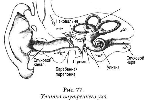 Слуховой нерв строение. Улитка слуховой нерв. Квантовая биомеханика тела. Слуховой нерв Осьминина. Улитка и слуховой нерв