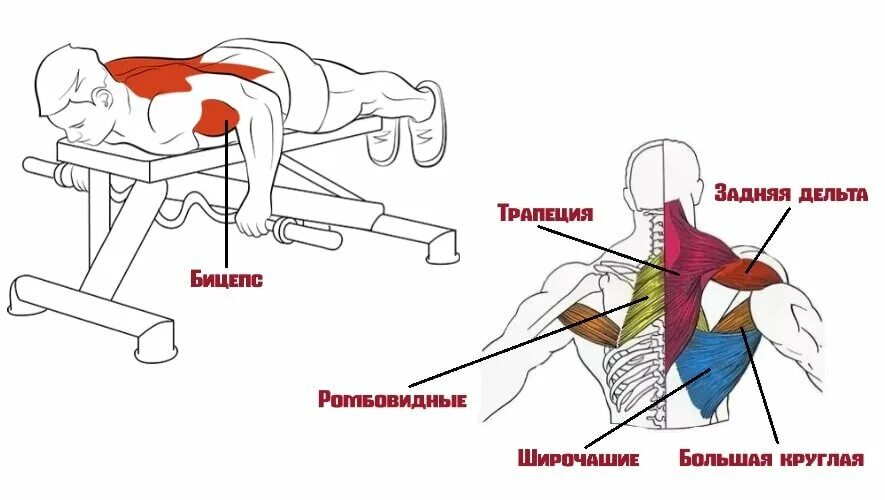 Упражнения на низ спины