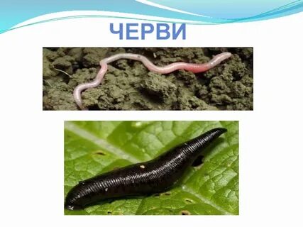 Вид животного черви