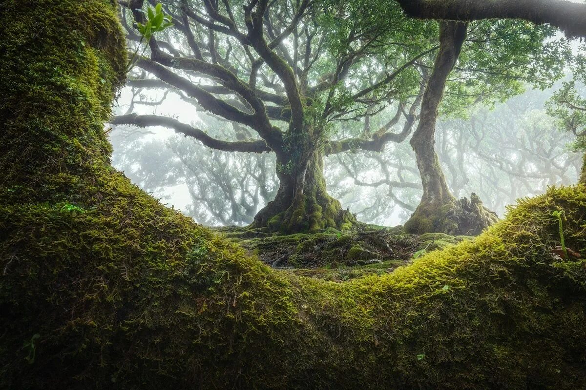 Невероятный лес. Лес Фанал Мадейра. Реликтовые леса Мадейра. Лавровые леса острова Мадейра. Мадейра Португалия природа лес.