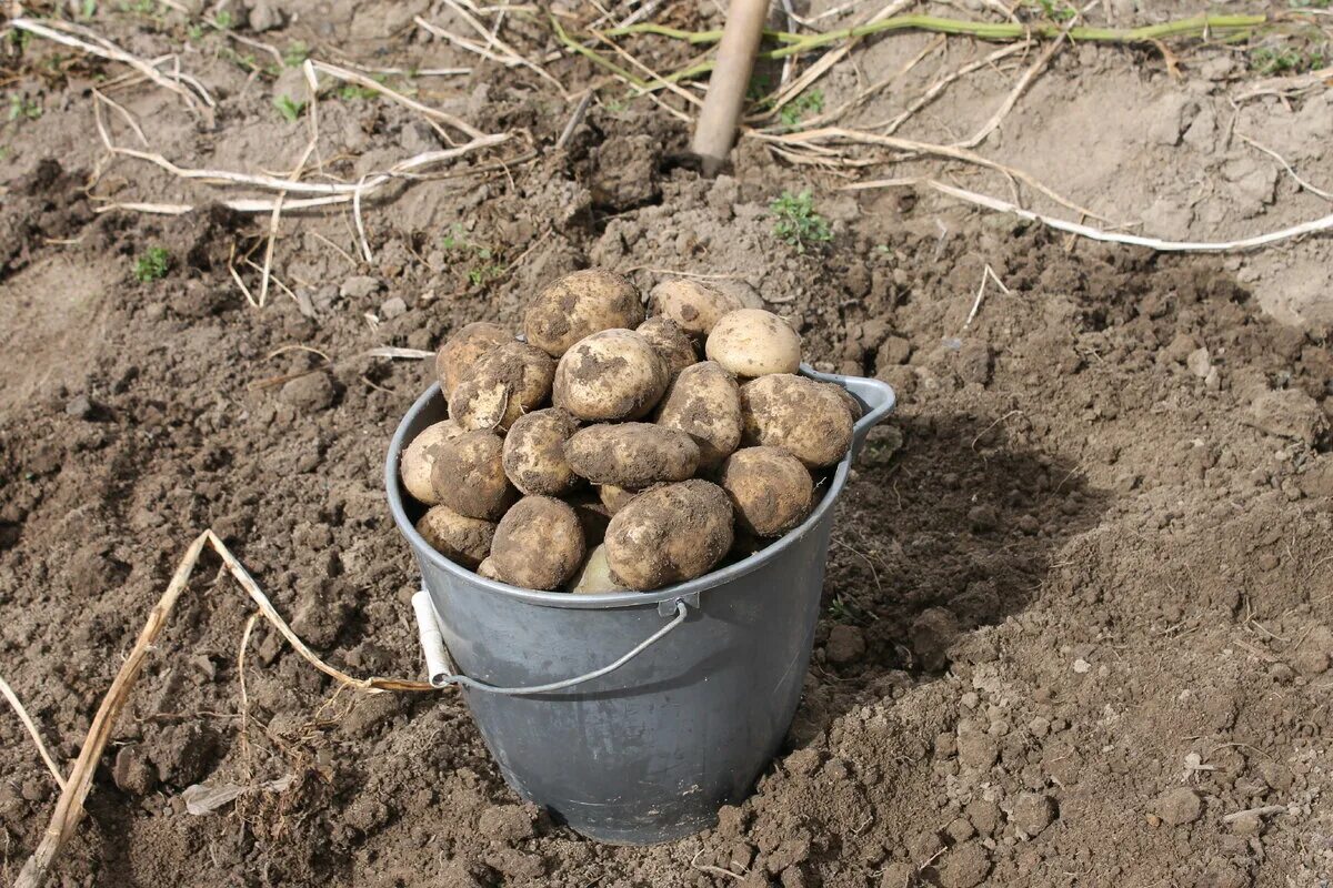Посадка картофеля. Картошка в огороде. Посадка картошки. Лунки для картофеля. Подготовка картофеля к посадке весной в домашних