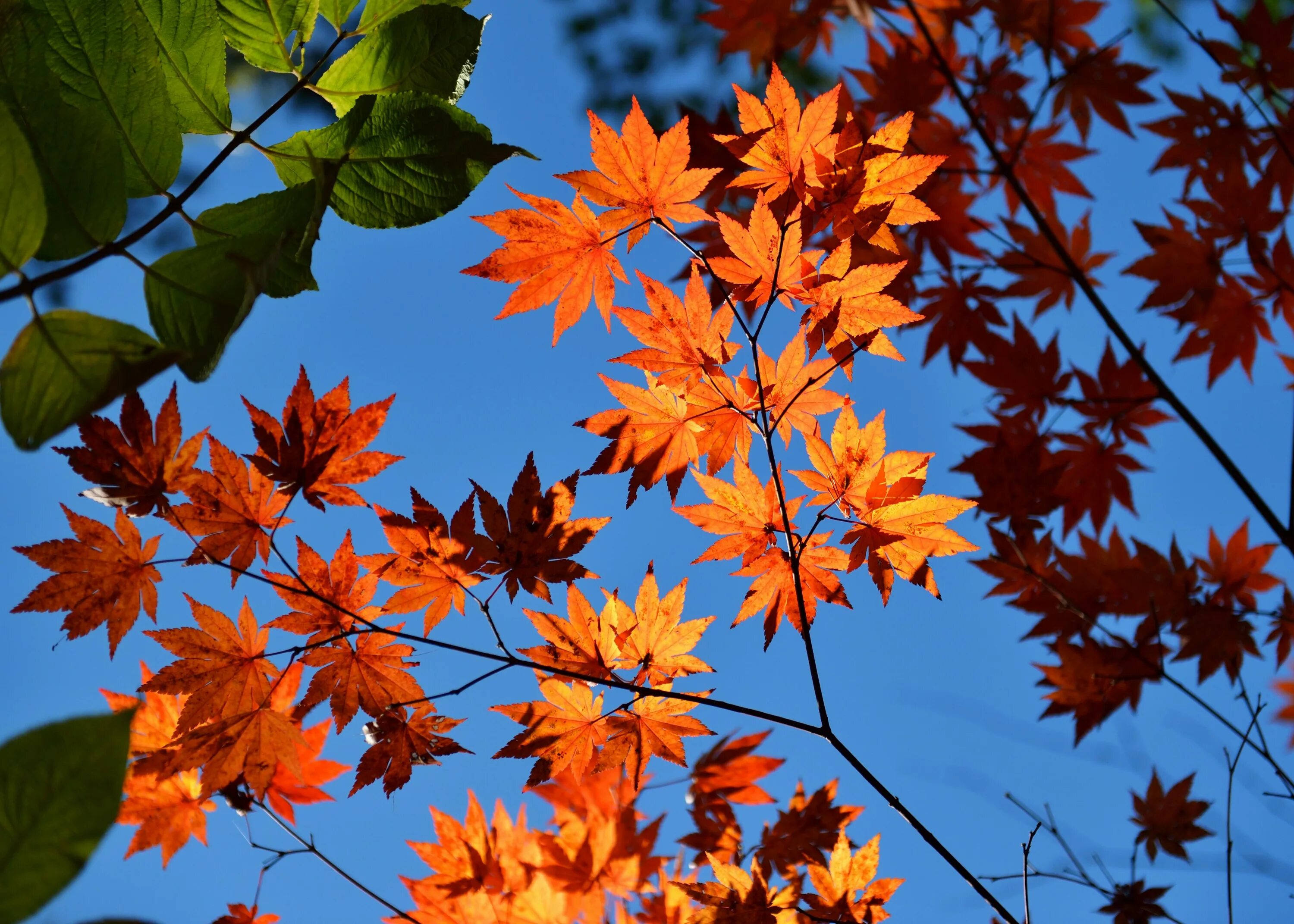 Лист осени фото. Осенние листья. Осень клен. Красивые осенние листья. Кленовый лист.
