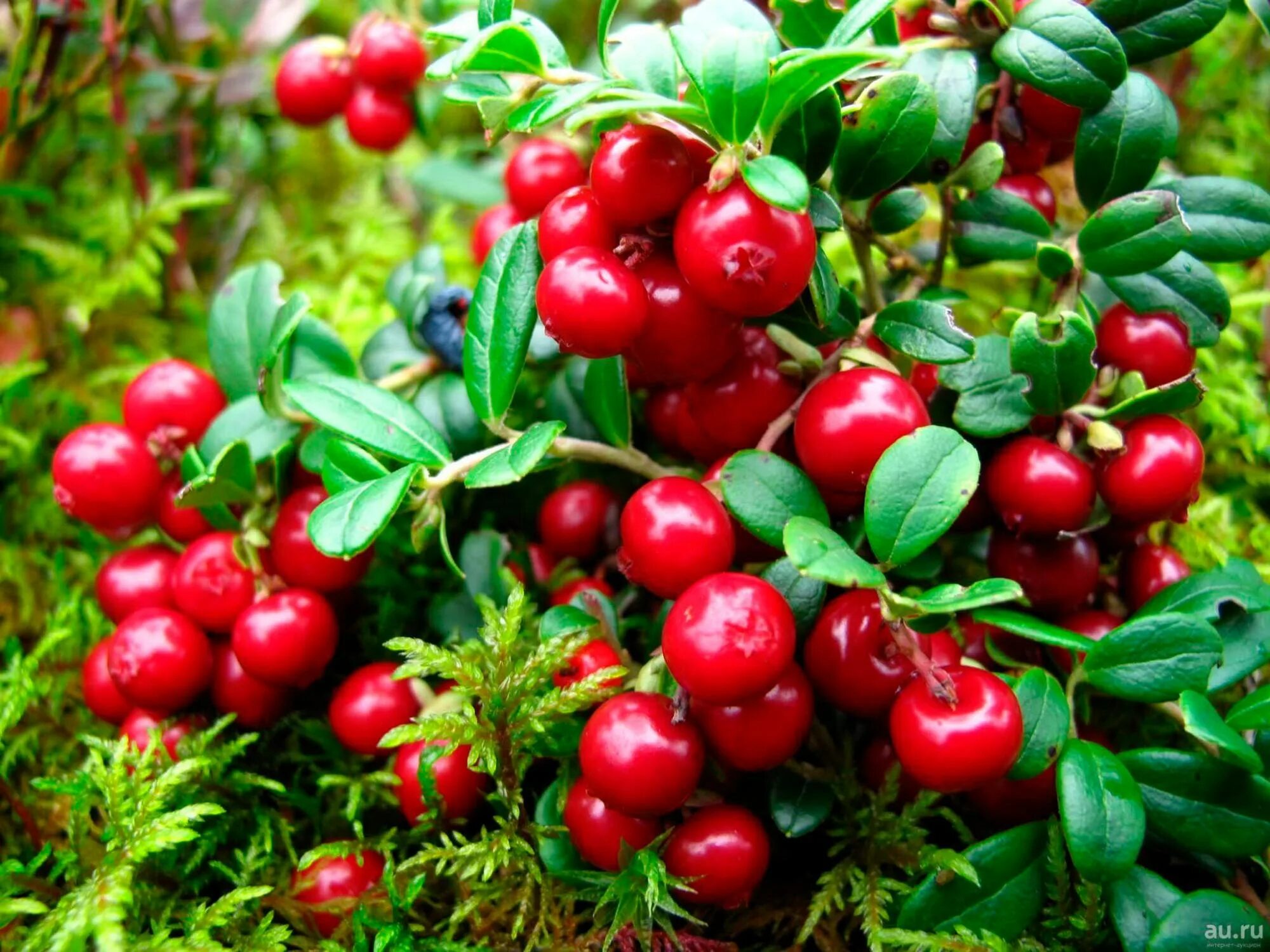 Клюква Болотная. Брусника ягода. Клюква Болотная ягода. Брусника (Vaccinium Vitis-idaea).