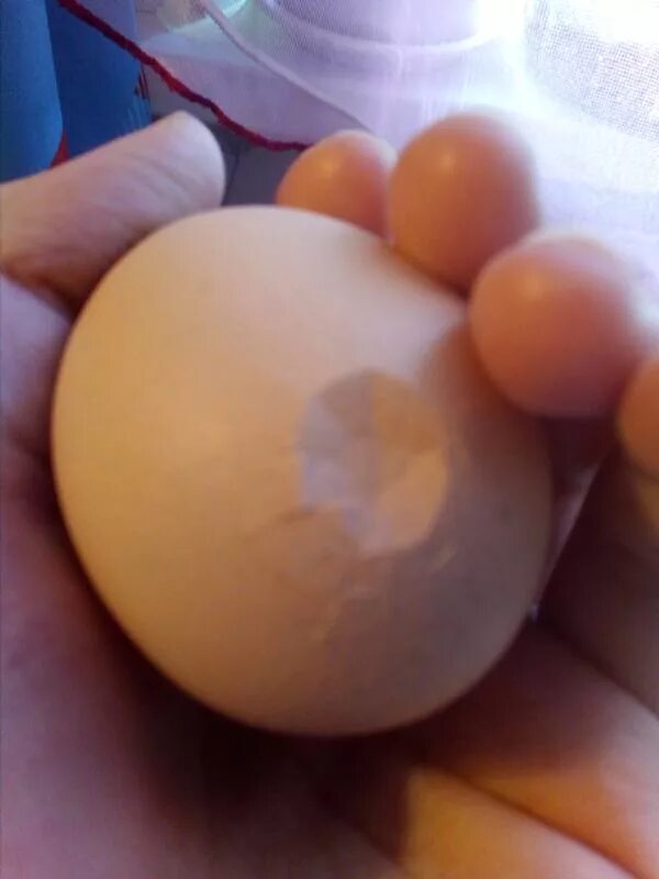 Треснутое яйцо в инкубаторе. Инкубатор для яиц. Яйцо куриное трещина. Треснутое куриное яйцо. Почему лопаются яйца