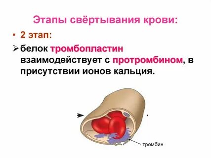 Свертываемости и кровотечения