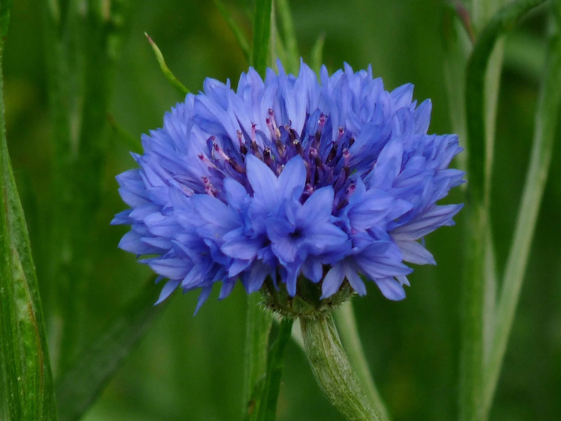 Василёк Боровой. Василек синий (Centaurea cyanus). 6. Centaurea cyanus- Василёк синий. Василек трехжилковый (Centaurea trinervia).