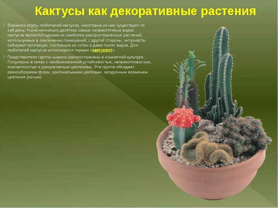 Сообщение о кактусе 2 класс окружающий мир. Описание кактуса. кактус описание растения. кактус комнатное растение описание. информация о комнатном кактусе.