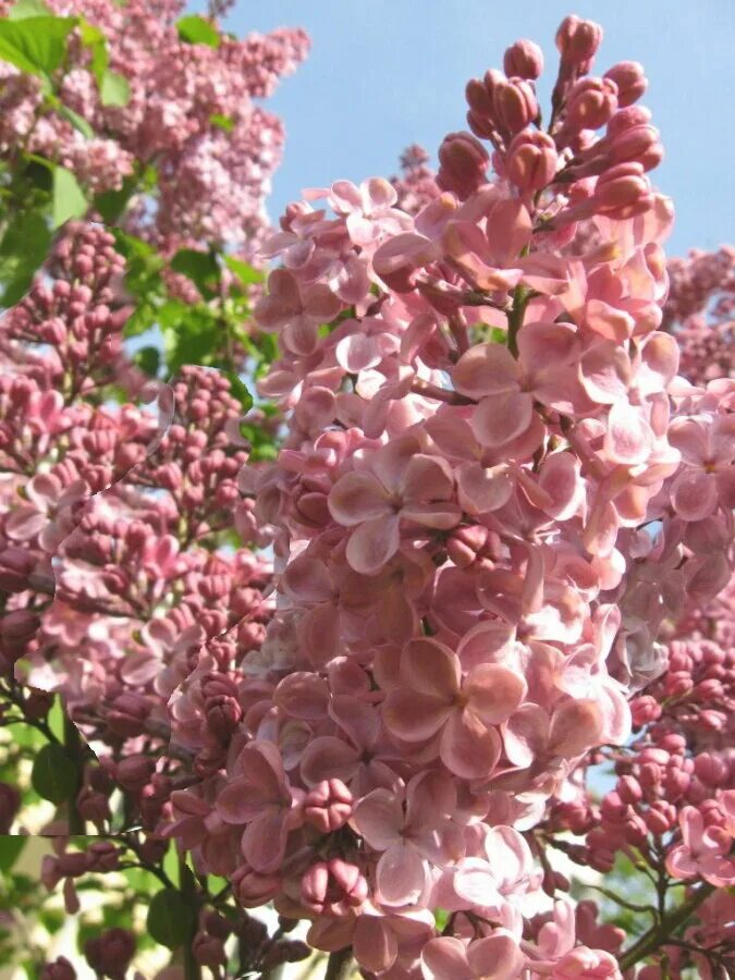 Сирень мулатка фото. Syringa vulgaris мулатка. Сирень гиацинтоцветная мулатка. Сирень обыкновенная мулатка. Сирень обыкновенная мулатка (с3).