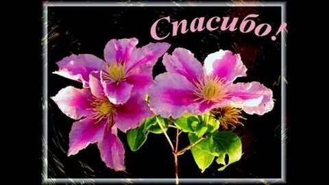 Спасиб